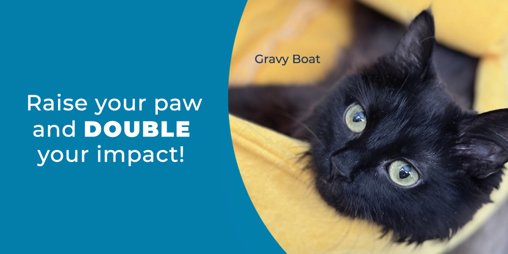 🌈✨Meet Gravy Boat, our wobbly wonder! Despite Cerebellar Hypoplasia, she's leaping forward with your love & support. At just 1yr, her courage redefines possible. Help us keep her journey going! 🐾💖 Donate➡️ donate.treehouseanimals.org/give/574341/ #GravyBoat #WobblyCat #DonateToday