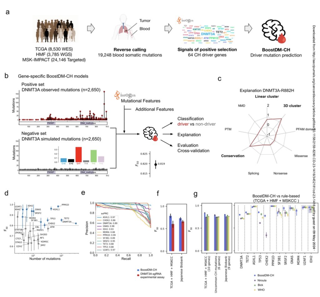 Identification of Clonal Hematopoiesis Driver Mutations through In Silico Saturation Mutagenesis @CD_AACR @ElizSMcKenna @abel_gonzalezp @nlbigas @bbglab @irbbarcelona @CIBERONC aacrjournals.org/cancerdiscover…