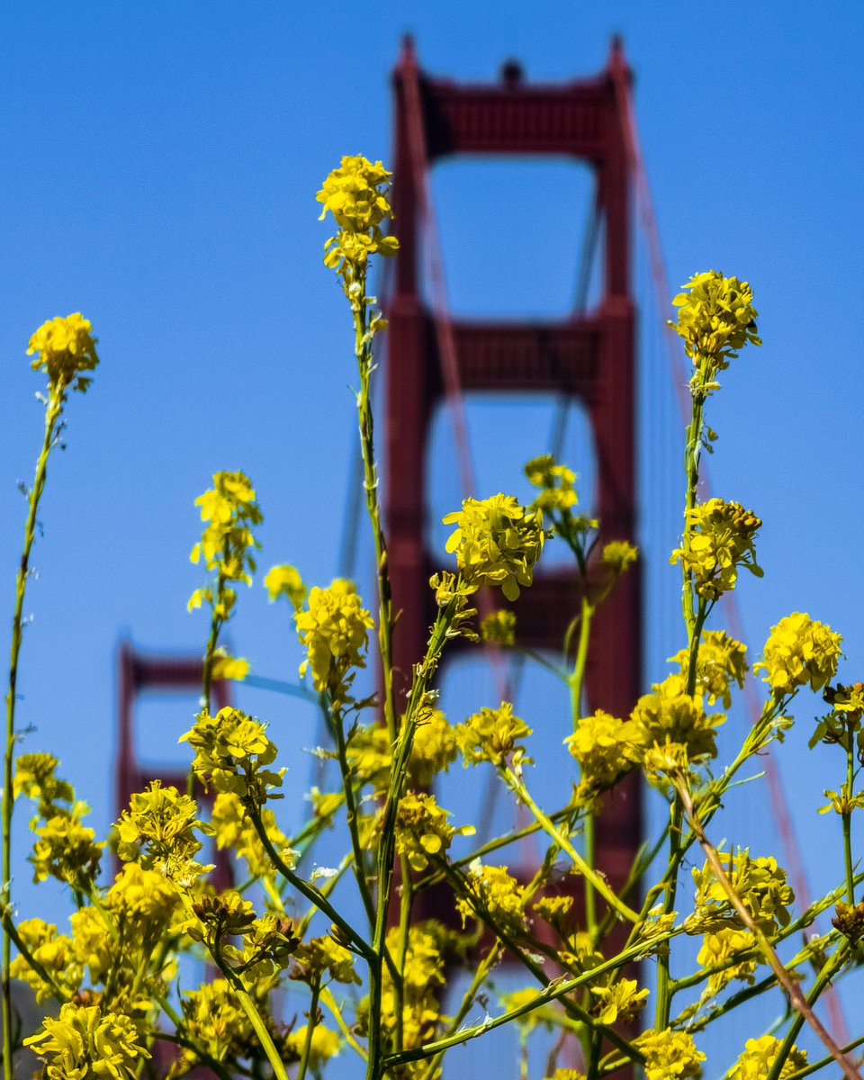 I think this invasive mustard plant in the Presidio may have stirred up my allergies. Whatever it takes to get the shot though. @zimpix @RobMayeda @Underscore_SF #CAwx @SFGate @nbcbayarea @abc7newsbayarea @NWSBayArea @GMA