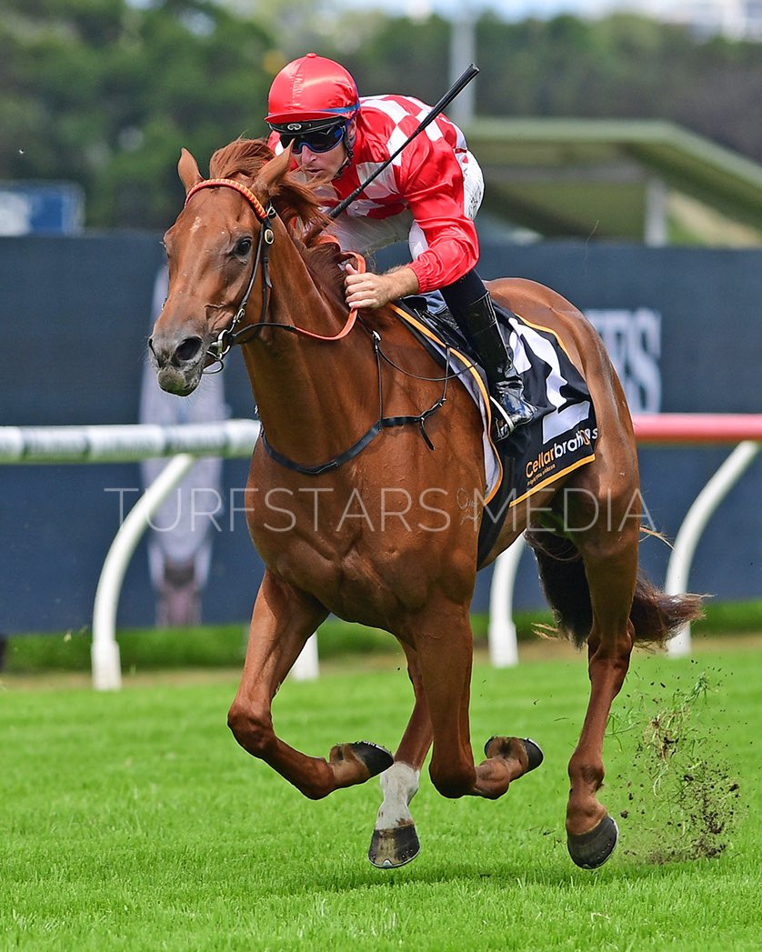 She’s❌Extreme Elite young racehorse and now future elite broodmare. 💰3.4m Sold to Coolmore Australia Group 1️⃣ winner at 2 and 3 !