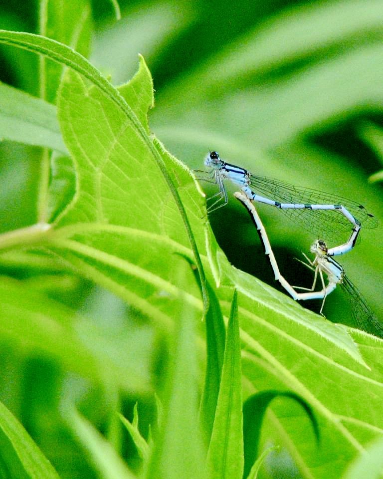 A couple of Damselflies mating 
for #InsectThursday 
(Western Mass)
