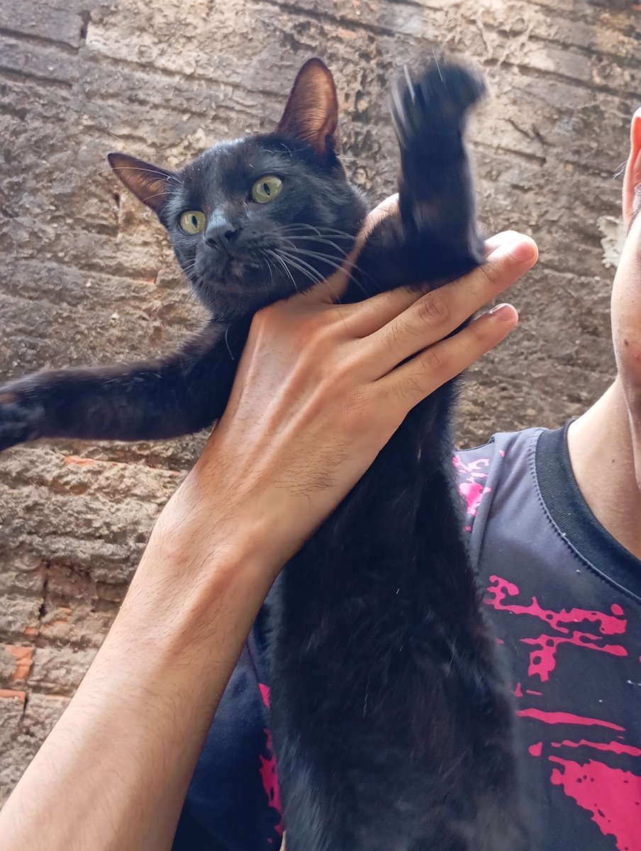 pensiveanddread's tweet photo. amo gatos https://t.co/d981Vz8BqC