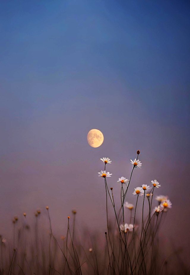 Daisy moon ✨