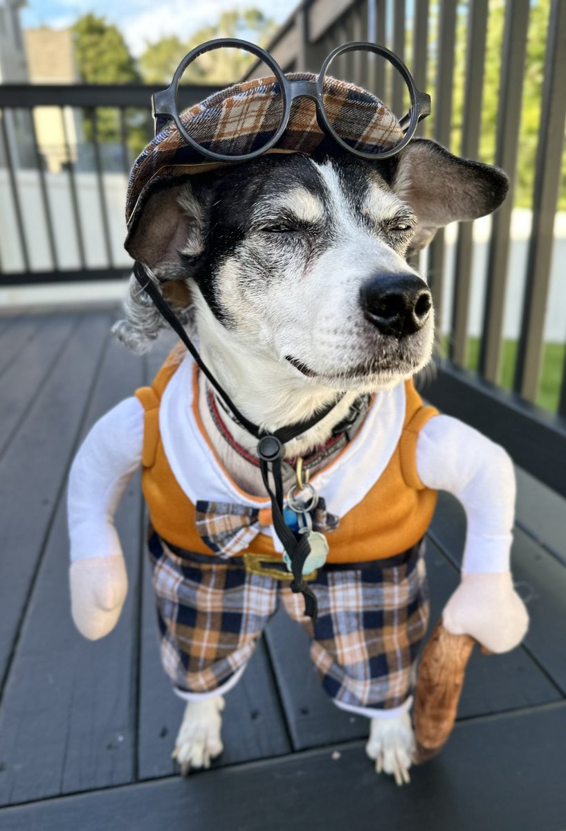 @ACVP Orville’s Halloween photo from last year when he was dressed as “Grandpa” for his daycare’s Halloween costume contest!