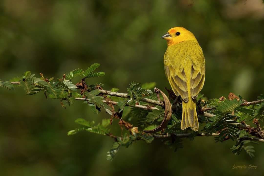 Las aves en nuestro país son abundantes y los observadores de aves se deleitan con su belleza. Observar aves es un pasatiempo que te conecta con la naturaleza.