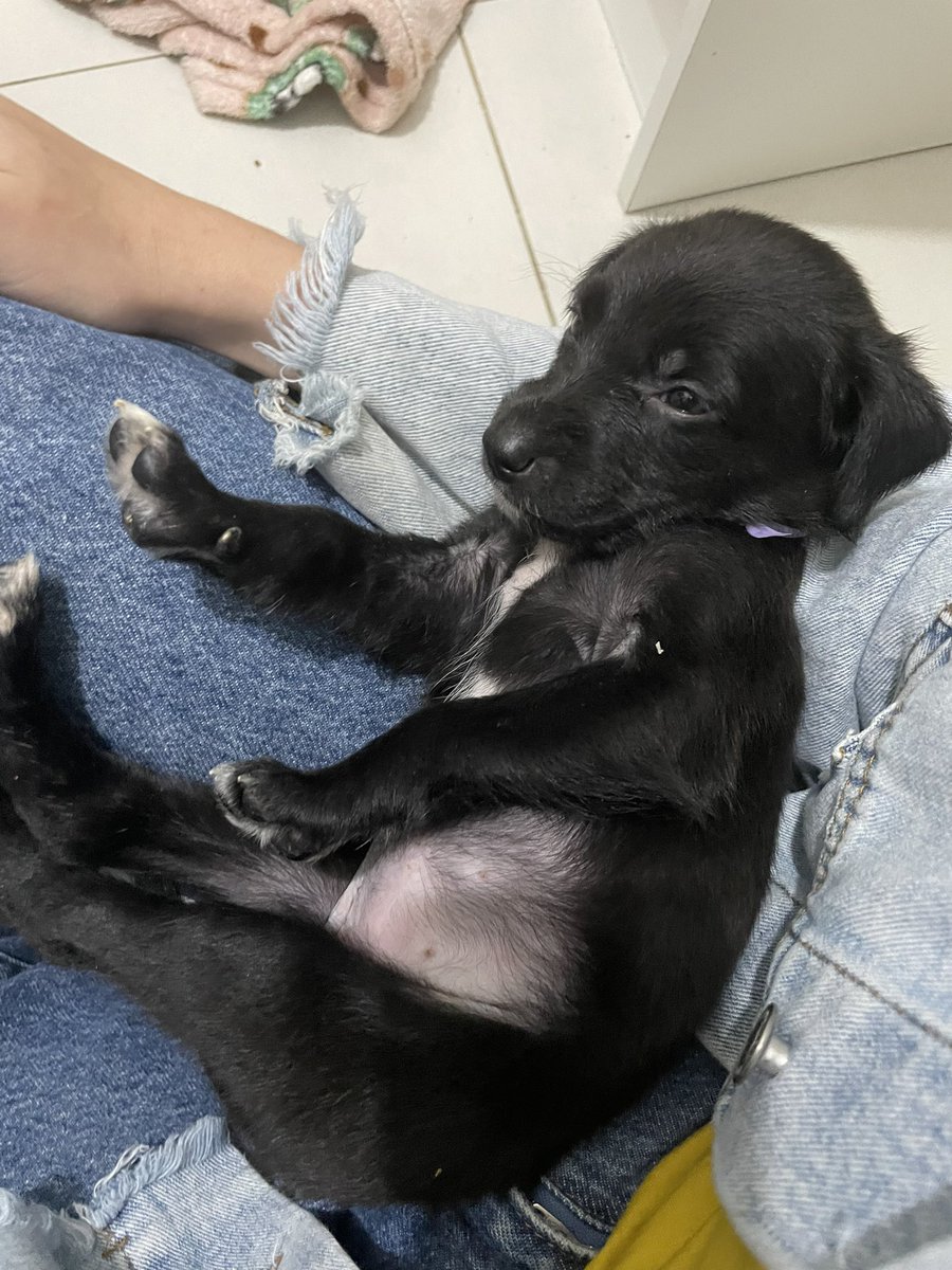 rafatanga's tweet image. ATENÇÃO 

todos pra adoção, poa/ rs

eles salvarem meu dia e curaram onde dói 🥺🤍