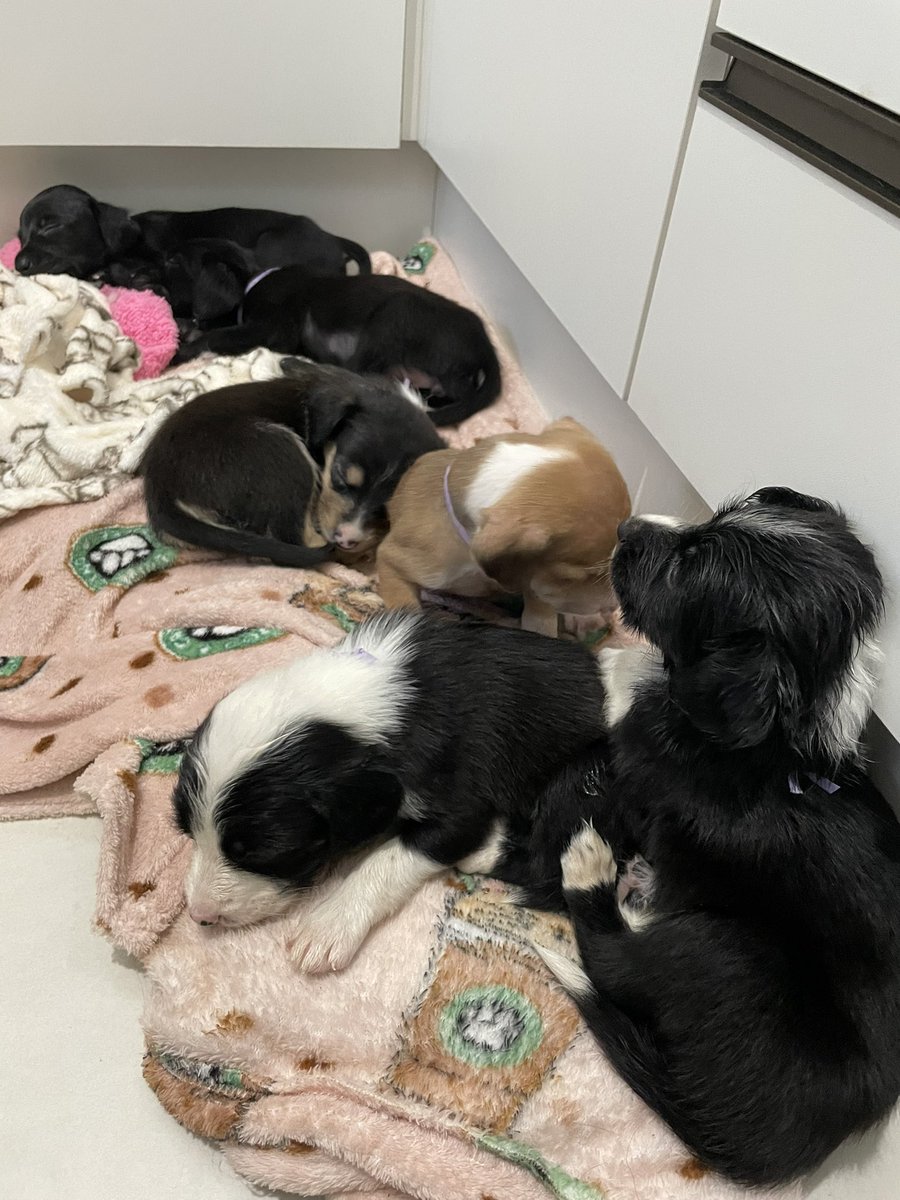 rafatanga's tweet image. ATENÇÃO 

todos pra adoção, poa/ rs

eles salvarem meu dia e curaram onde dói 🥺🤍