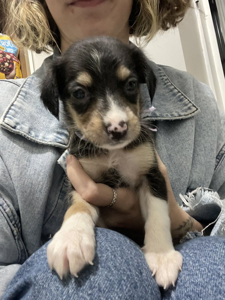 rafatanga's tweet image. ATENÇÃO 

todos pra adoção, poa/ rs

eles salvarem meu dia e curaram onde dói 🥺🤍