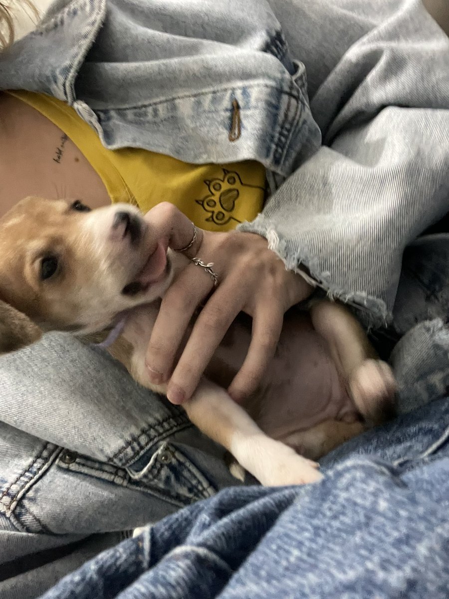 rafatanga's tweet image. ATENÇÃO 

todos pra adoção, poa/ rs

eles salvarem meu dia e curaram onde dói 🥺🤍