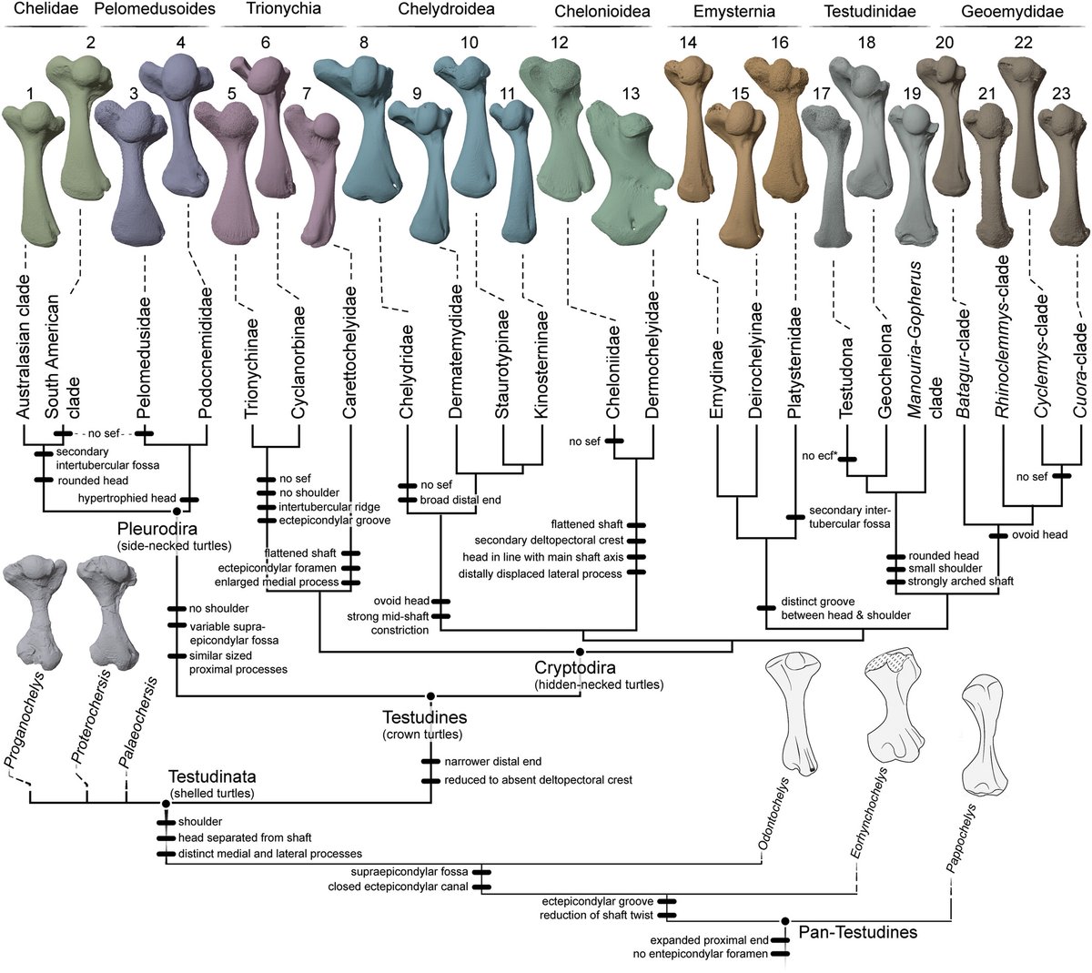 The humerus plays a pivotal role in turtle locomotion, yet osteological variation is poorly understood. New study systematically describes humerus anatomy across major turtle clades proposing new directional terms @GHermanson_ @SirJoscha @Fer_A_Arnal et al doi.org/10.1002/ar.254…