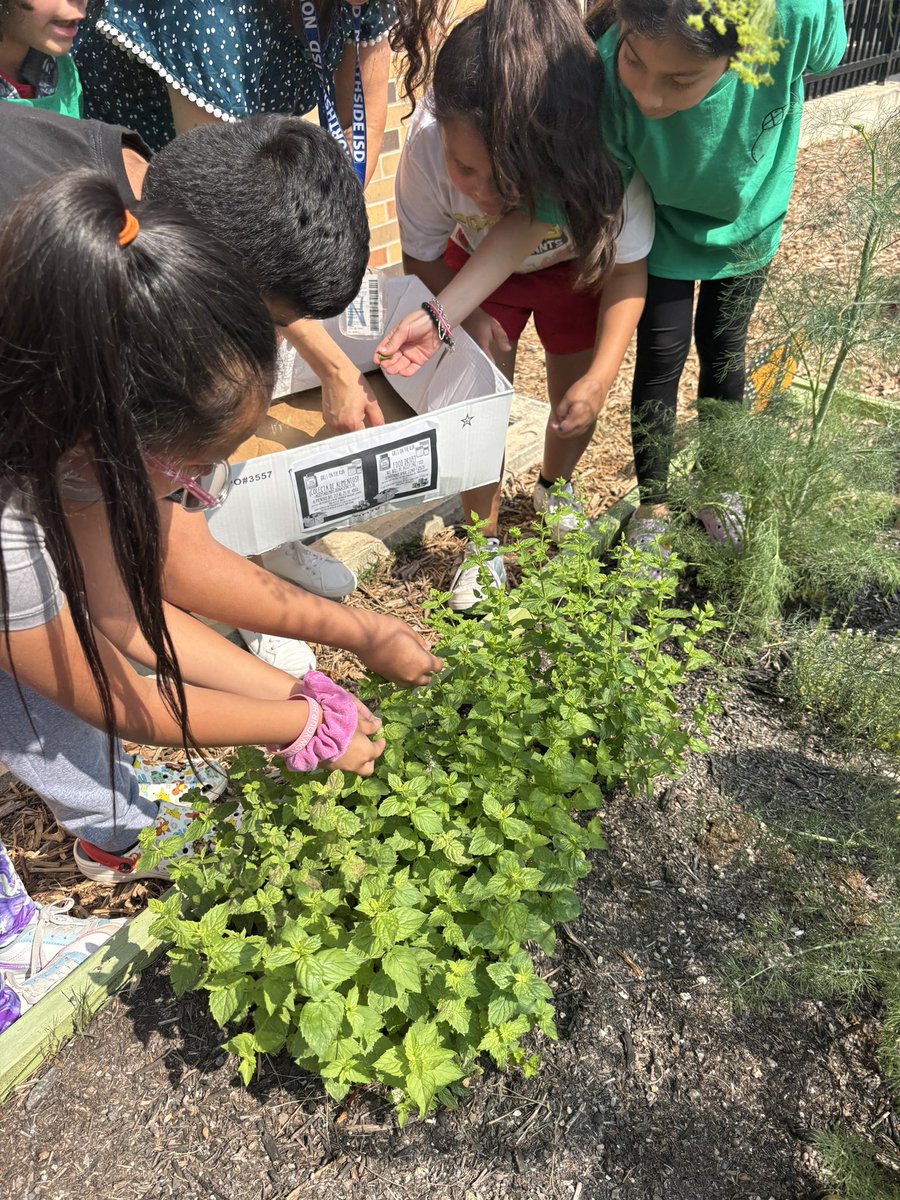 Hello from our Project Acorn team! This year we started a recycling program, planted crops, and monitored weather patterns to study how pollution is affecting our climate! What a year! <a href="/NISDGlenn/">Glenn Elementary</a> <a href="/michelleRfine/">Michelle Fine✨</a> <a href="/NISD/">Northside ISD</a>