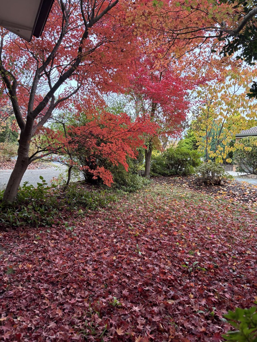 Our Canberra autumn carpet. Just love this time of year.