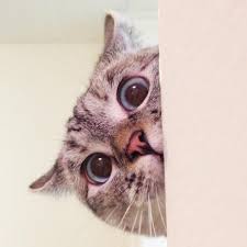 NalaCatCoin's tweet photo. I'm watching everyone closely, so behave #NALA https://t.co/AYi44Y6H0T