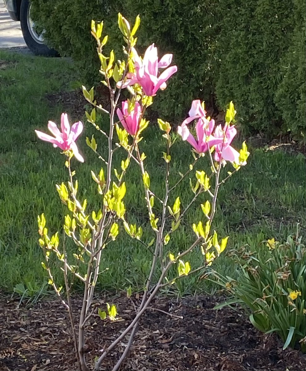 My magnolia this morning. 💖