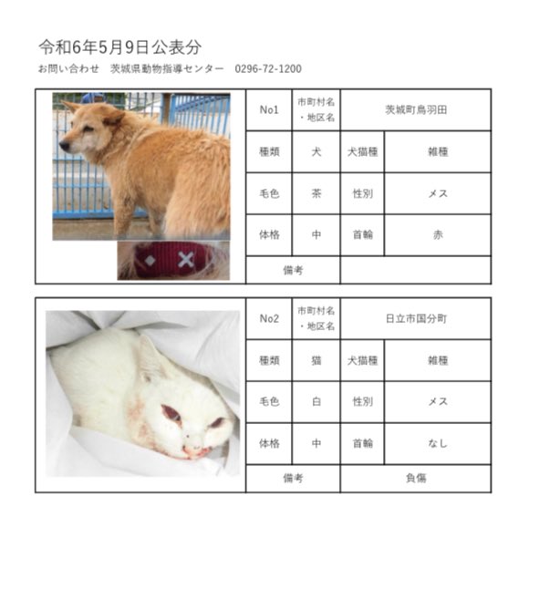 茨城県動物指導センターで保護している、迷子の犬猫の公表情報です。🐕🐈
お心当たりの飼い主様は動物指導センターにお電話ください‼️
動物指導センター
☎︎0296-72-1200(受付時間：平日8:30〜17:15)

5月9日(木)公表情報