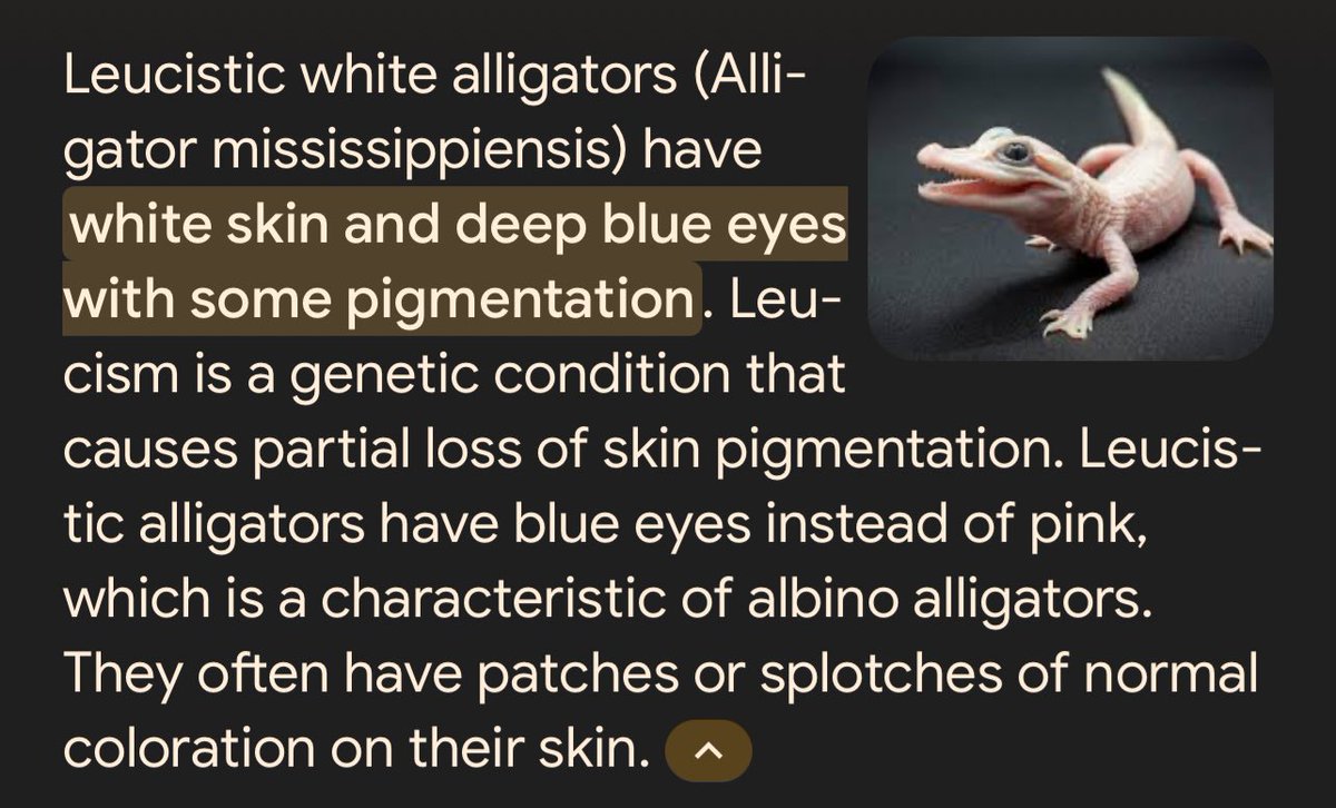 What is a leucistic alligator?