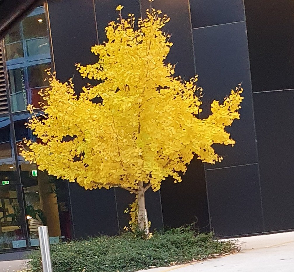 Good morning, everyone! Nature giving us its best. Enjoy your day and weekend! 💛 #Canberra #autumn #trees #Australia