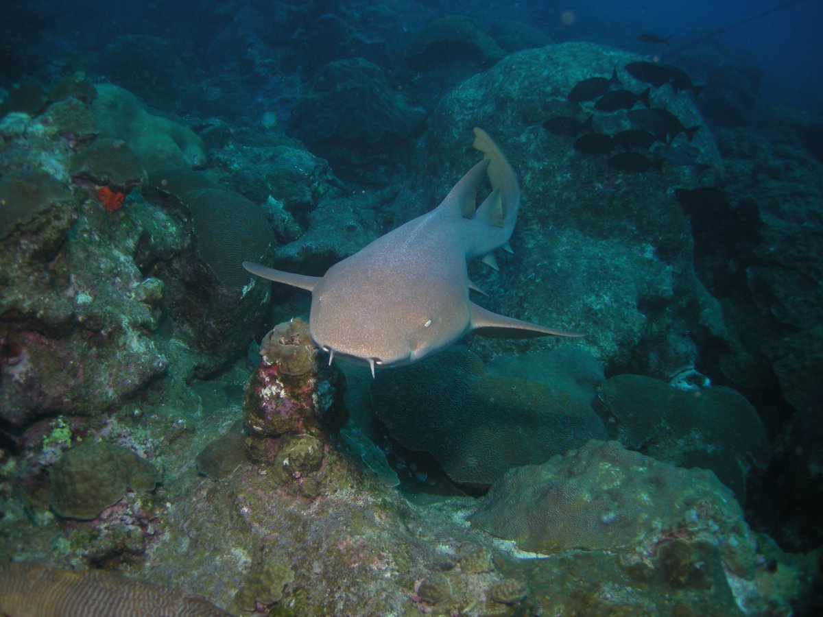 'This will only hurt a bit' - every nurse shark to every urchin. While nurse sharks don't have any official medical training, they are experts in extracting hidden prey. Next time you need medical attention, reach out to a human nurse and not a nurse shark. #NationalNursesWeek