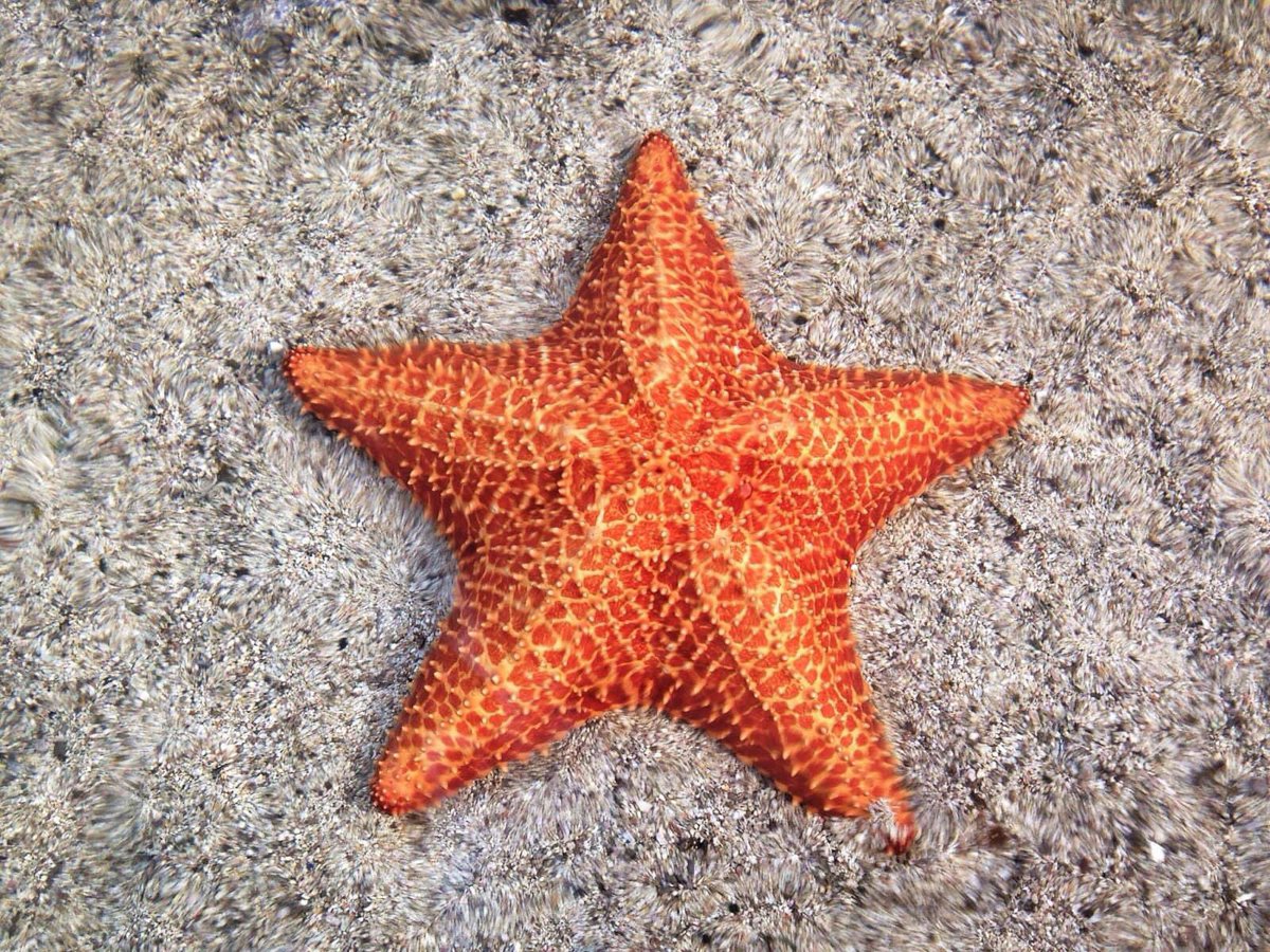 Starfish and sea cucumbers possess a biopolymer that can instantaneously change from rigid to liquid-like. This material is called a Mutable Collagenous Tissue (MCT), and once it is in a particular state, it requires no energy to remain in that state. 

The material functions by…