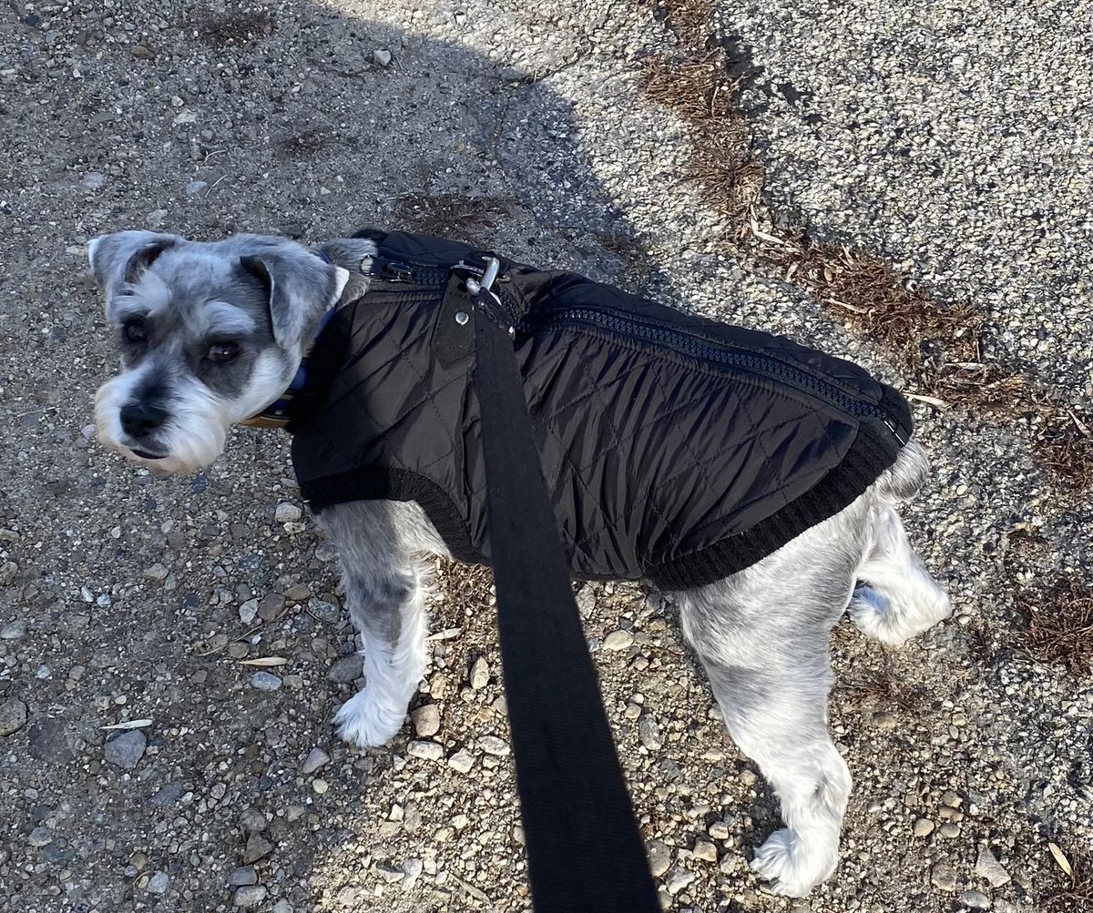 @ACVP Penny’s winter bomber jacket is about the only clothing she tolerates…barely. 😂