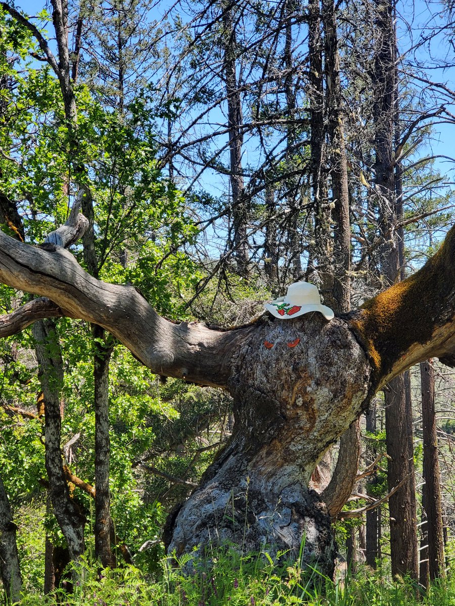 _AlleyAwesome's tweet photo. Bigfoot tree gettin in the spirit of Mother's Day weekend.
#trinitylife https://t.co/jnj3zfui1E