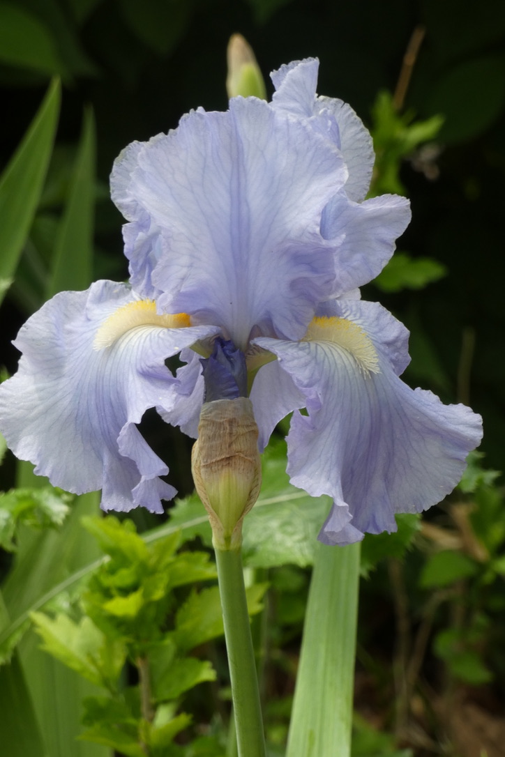 Blue Iris #FlowersOfTwitter