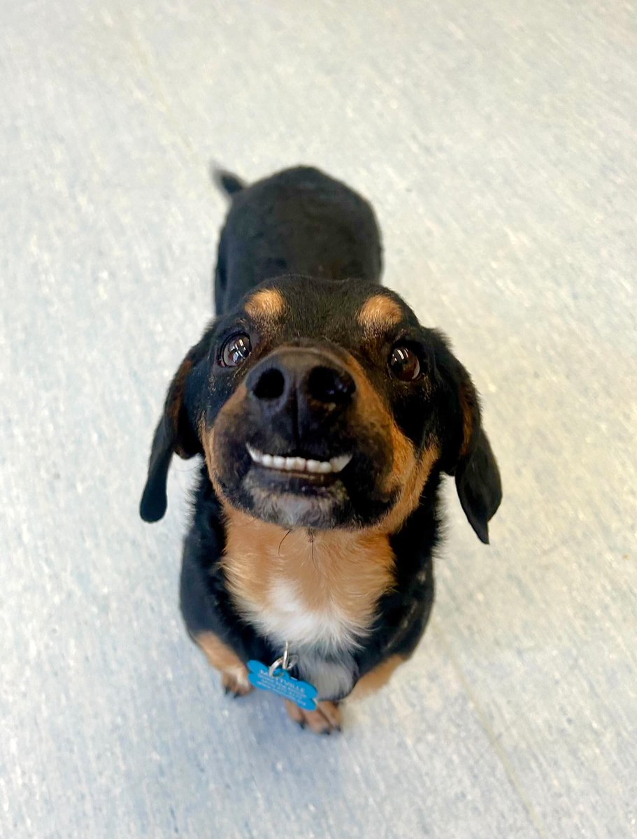 Skillet is a wee black and tan #Doxie with soul-stirring eyes and a fetching underbite. #GoodBoy, Skillet! #Adopt him during #NationalPetWeek! 🐕