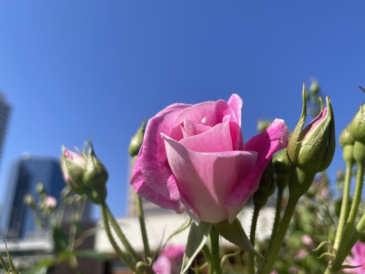 #rose 
#flower
#バラ
#薔薇
#道端の花 
#花
#flowers 
#flowerstagram 
#flowerphotography 
#flowerlovers 
#naturephotography 
#nature 
#naturelovers
#sky
#bluesky