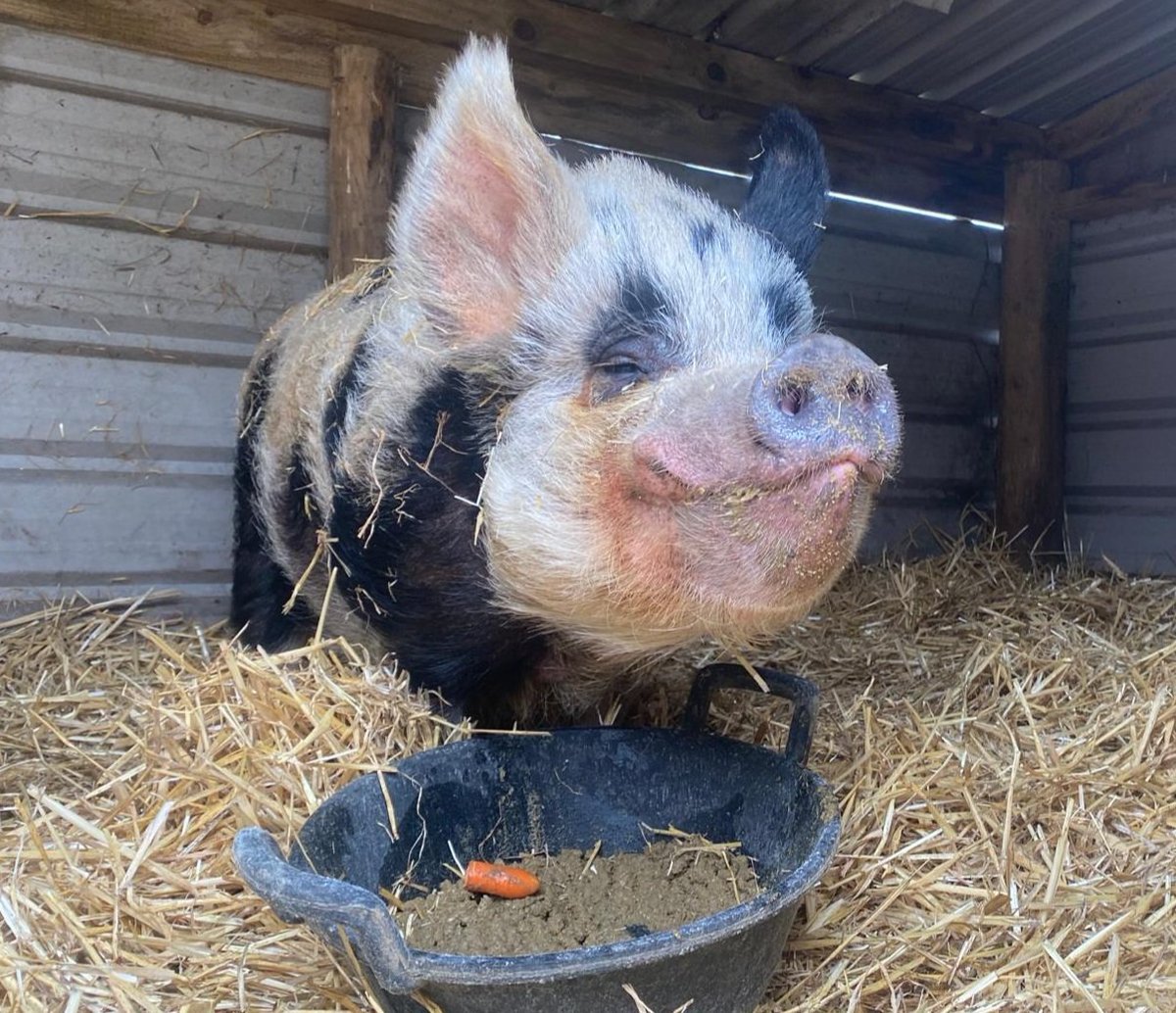 We think Monty is happy with what the piggy waitress has served him today 💕🐷🥕🍏 Please help us meet our monthly running costs by becoming a #Pigoneer 🐷 globalvegancrowdfunder.org/pigoneer-2000-… ✨️🐖 Just £2.50 or more a month will make you a #pigoneer 💕🐷💘