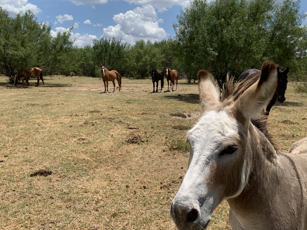 @einstein_evans I didn’t think I could like her anymore but Her Majesty Queen Camilla has done it 

#rescuehorses
#rescuedonkeys