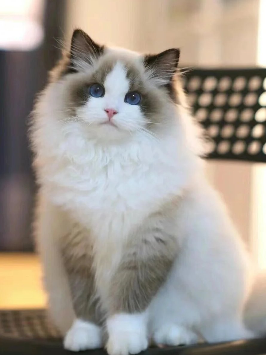 Yearsarequiet_'s tweet photo. My love for Ragdoll cats cannot be expressed in words. They have great looks and gentle personalities. https://t.co/rfxSBtt85h