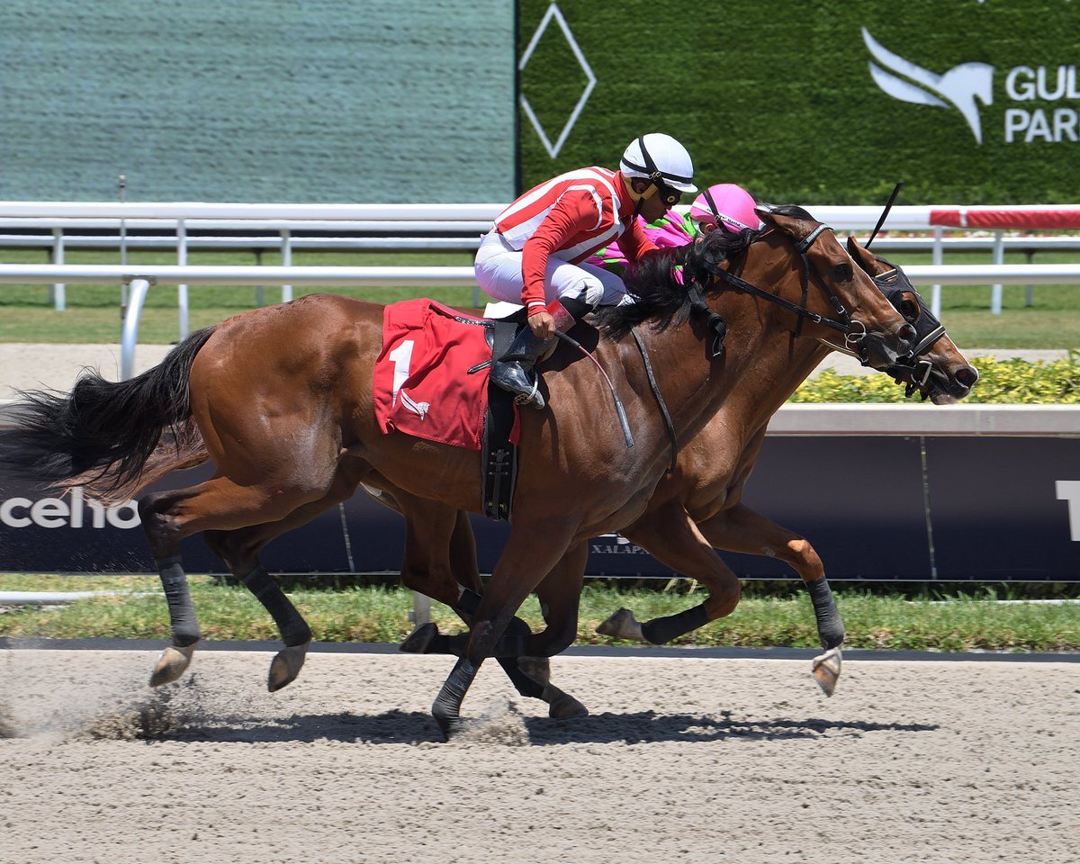 #9May All About Lucky Jockey: Jose Morelos Trainer: Jena Antonucci Owner: George Nyren Claiming $12,500 • Dirt 1️⃣0️⃣th victory for Jose Morelos #GulfstreamPark #RoyalPalmMeet Thursday, May 9, 2024 #TeamMorelos 📸 @coglianesephoto / Lauren King / @RyanFromChicago