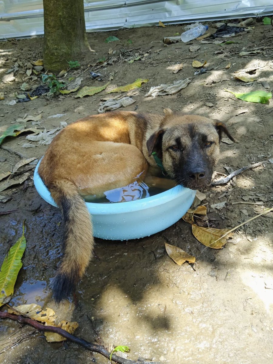 if you can't find Bolo?
he definitely inside this blue bowl !

#dogrescue #shelterforlombokdog #Dogs