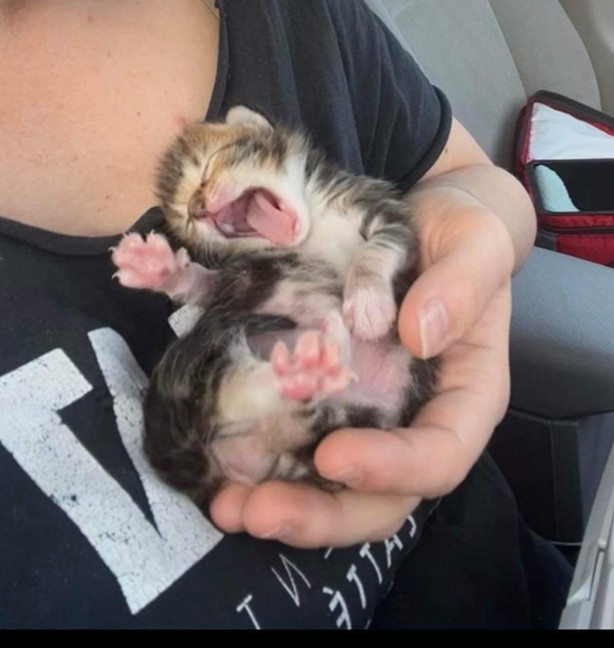 #LifeInTheFosterhood
When you are hungry, and you know it...
PURRlease supPURRt our mission to help with the #tinybutmighty.
ItsieBitsieRescue.org
 #savinglives #ittakesavillage #kittens #fosters2022 #gratitude #donationswelcomed  #tbt