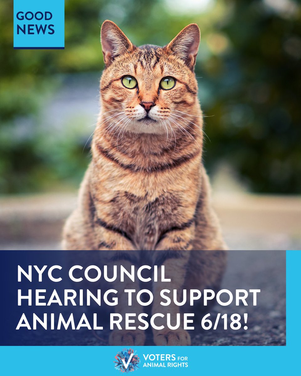 On June 18 at 10AM, NYC Council’s Health Committee will hold a hearing on how the City can support <a href="/nycacc/">Animal Care Centers of NYC</a>, community organizations &amp; rescuers working on low-cost veterinary care, adoptions, reduce stray animal overpopulation, and rehome surrendered pets.