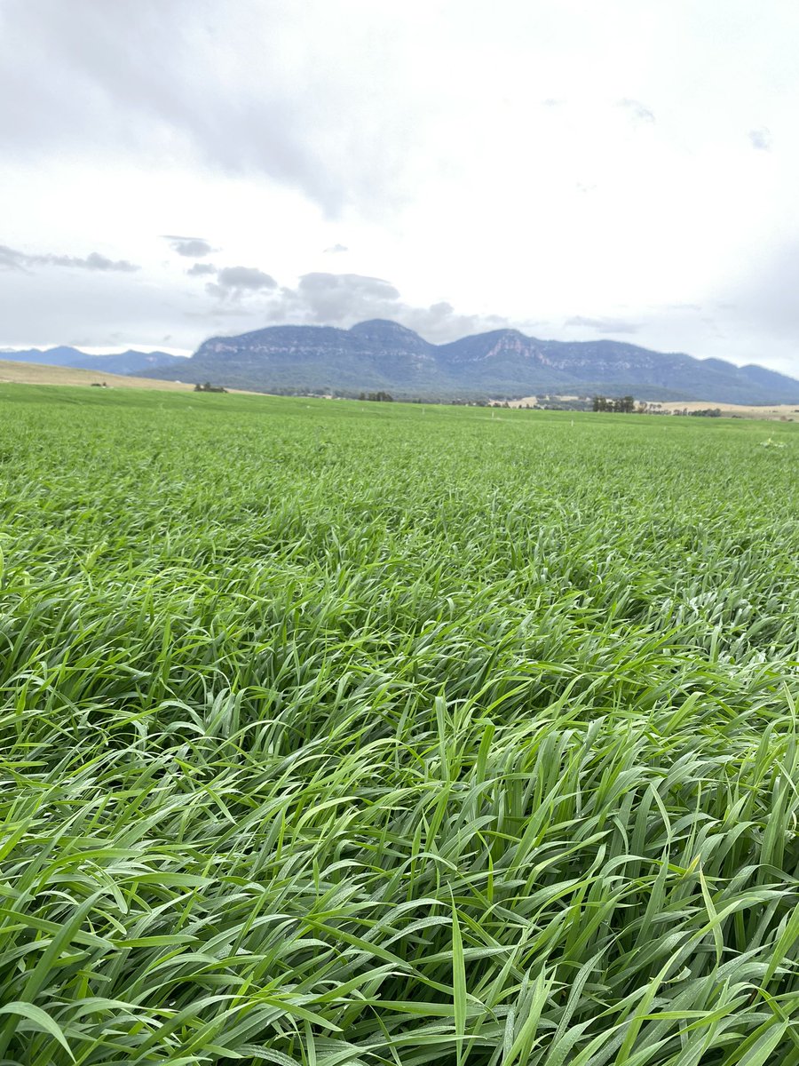 Matt_Kelly25's tweet photo. Winter wheat in the Hunter Valley. Last of the post em sprays, ready for mouths. https://t.co/7yvwfMPgHW
