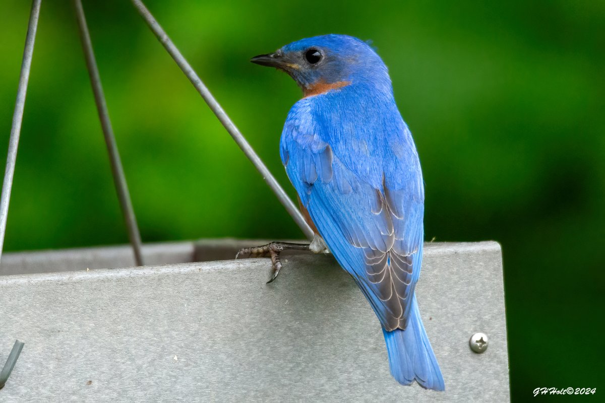An Eastern Bluebird enjoying some mealworms on a gloomy afternoon. #TwitterNatureCommunity #easternbluebird
