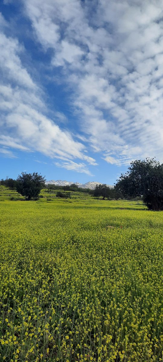 Spring vibes ✨️ 📍Beni Mellal, Morocco