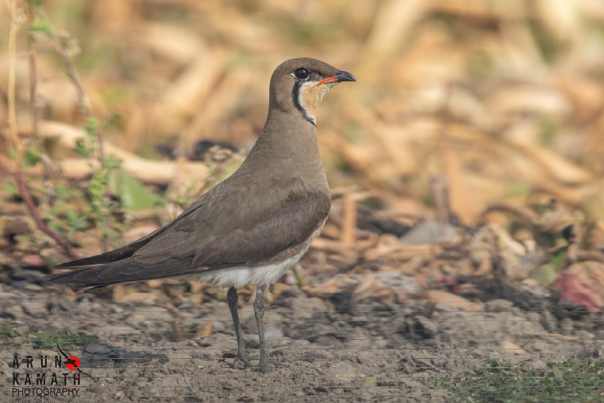 The Oriental Pratincole. Summer visitors here for breedibg and seen near the wetland and fields and seen in good nos mostly. #indiaves #TwitterNatureCommunity #birdwatching #thephotohour