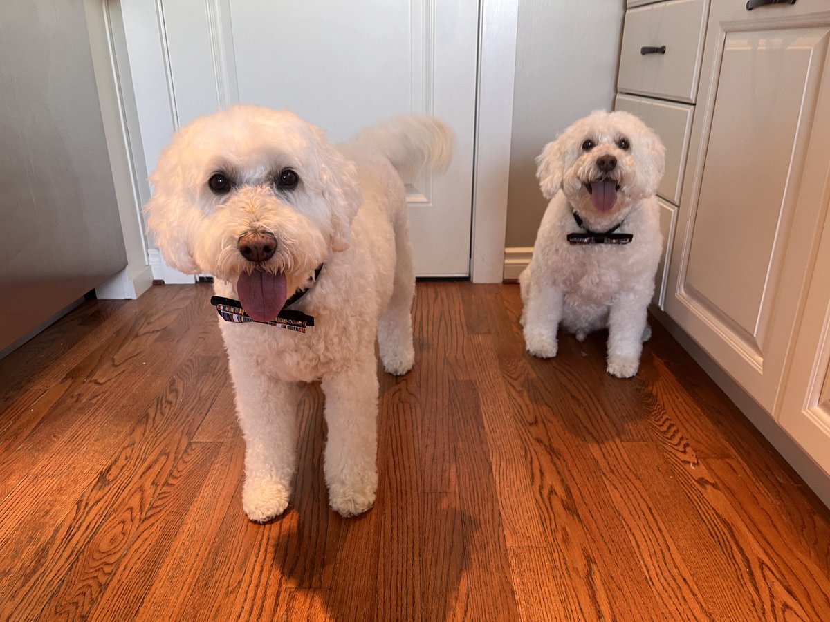 We went and saw our fur lady to get our summer puppy cuts. We feel so handsome.🥰🥰