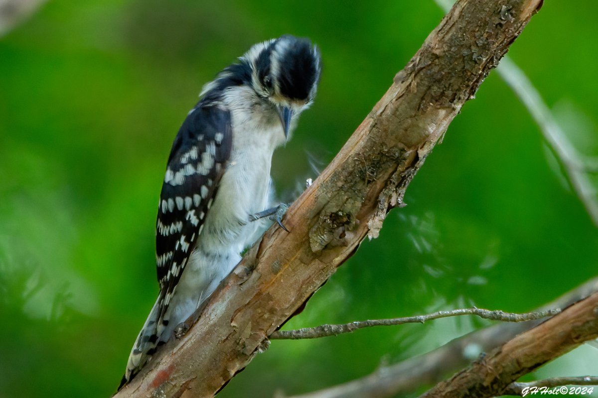 A Downy Woodpecker in a cedar tree in the late afternoon. #downywoodpecker #TwitterNatureCommunity