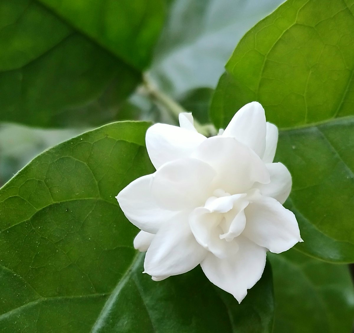 Fragrant jasmine for #FlowersOnFriday #flowers #summer #flowerphotography #GardenersWorld #garden