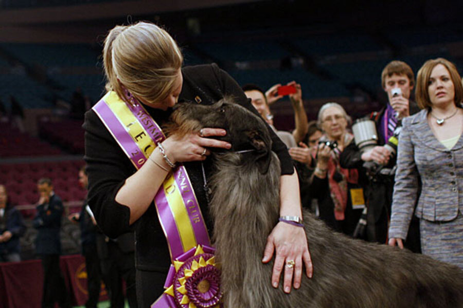 #throwback  Six-year-old Hickory’s win was the first ever for her breed at Westminster, and she retired after the show to go on to her next career — motherhood. 🐾

showsightmagazine.com/scottish-deerh…

#ScottishDeerhound #WKCdogshow #bestinshowsight