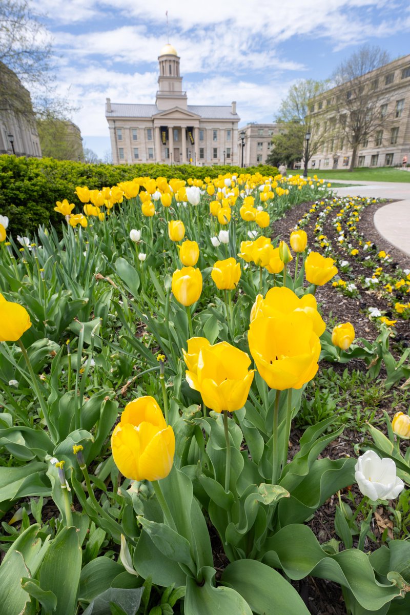 uiowa's tweet photo. Spring looks goooooooooooood on Iowa City 🤩 https://t.co/gQZT8xZB1y