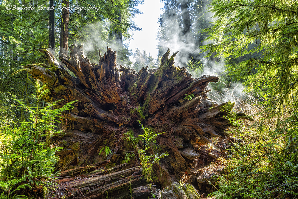 Steam Rising from a Fallen Redwood Tree by Belinda Greb This steam seemed eerie rising from solely this fallen giant redwood along the Simpson Reed trail. belinda-greb.pixels.com/featured/steam…