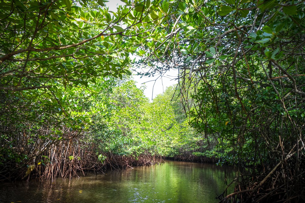 In #Indonesia mangroves are crucial for fighting climate change and supporting coastal communities. @WorldBank is helping restore 75,000 hectares of mangroves, supporting livelihoods for 10,000 people. Read more in our #Sustainability Review: wrld.bg/8MR650RAsUZ