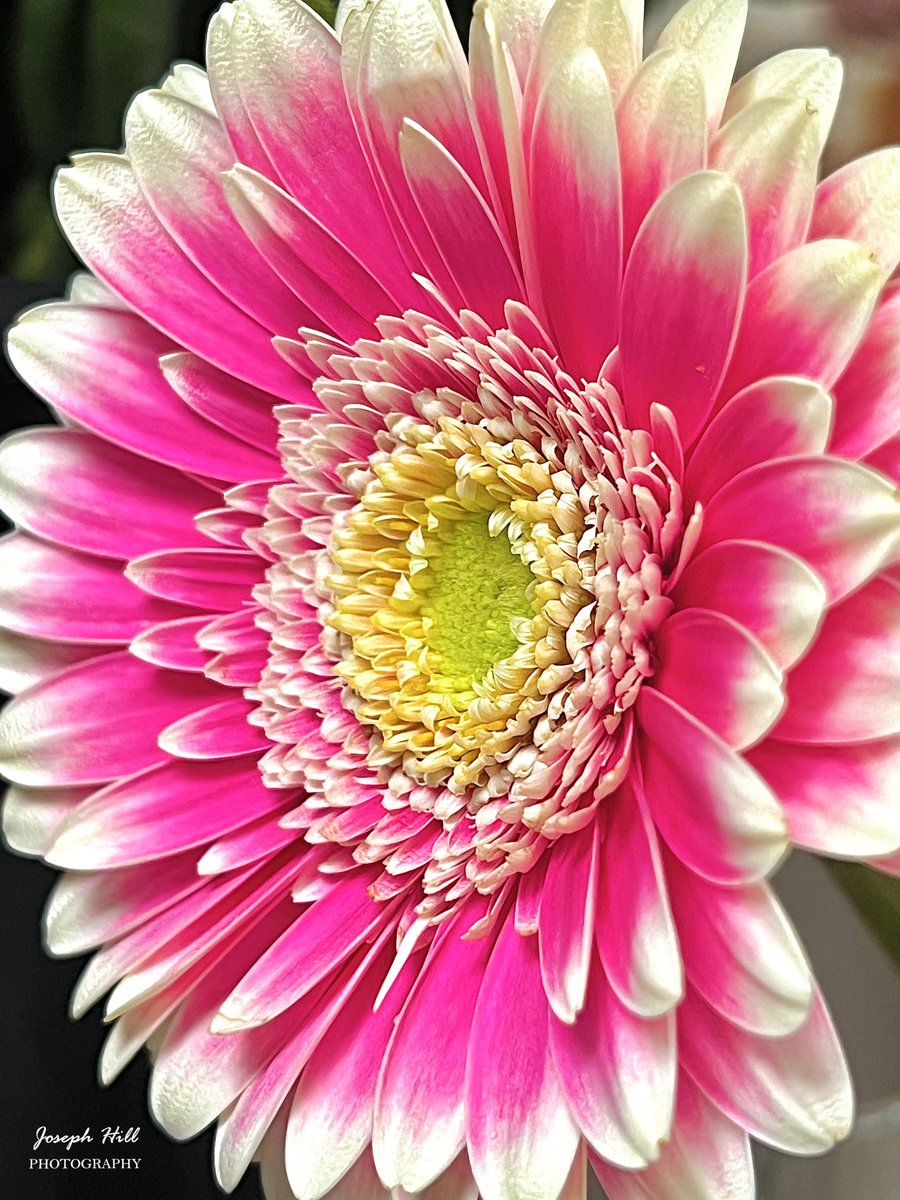 Gerbera Daisy🌸
Photo By: Joseph Hill🙂📸🌸

#GerberaDaisy🌸 #flower #nature #spring #beautiful #colorful #Peaceful #NaturePhotography  #flowerphotography #SouthernPinesNC #May