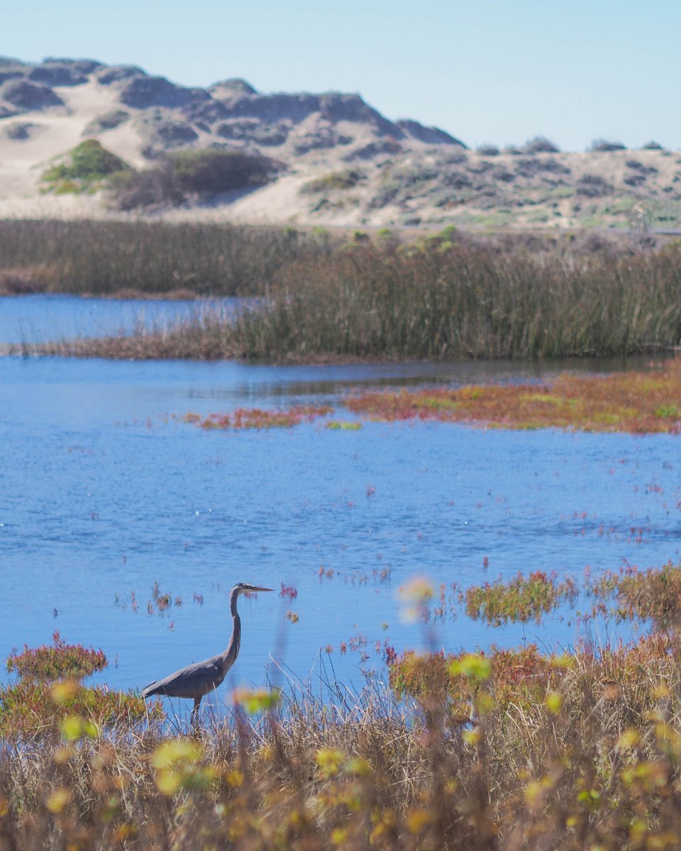 Pescadero Marsh is a haven for birdwatchers, hosting a diverse array of avian species that thrive in its rich wetland ecosystem. At various times throughout the year, visitors can observe year-round residents such as the Great Blue Heron and Snowy Egret.