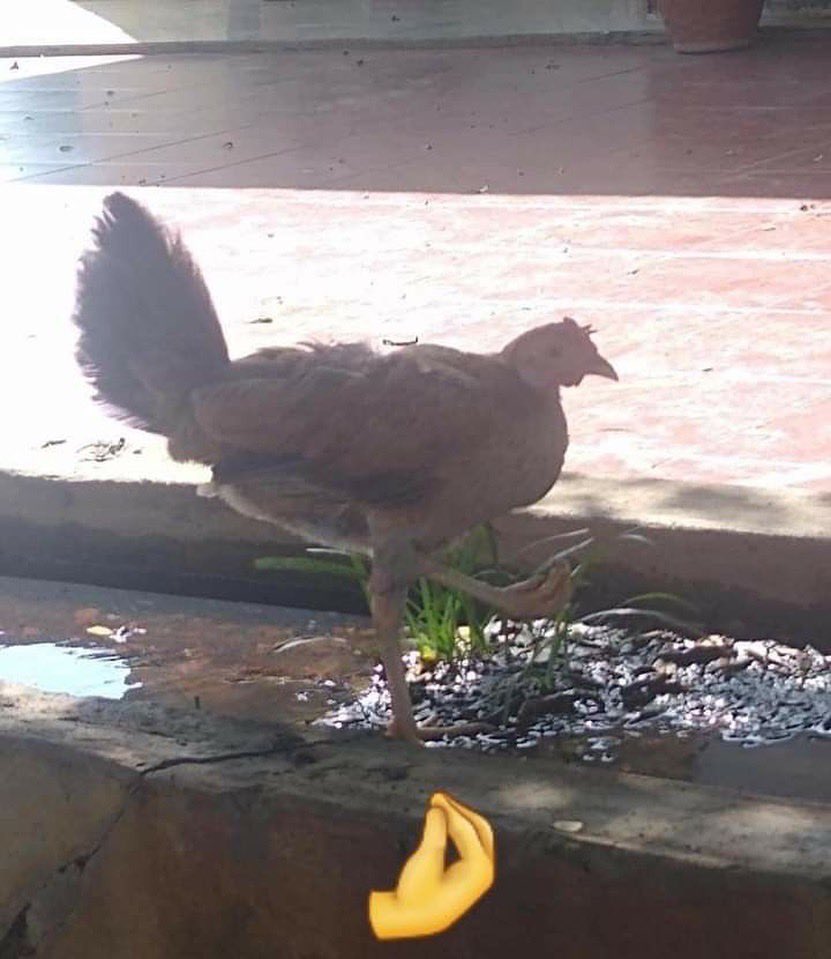 recehtapisayang (@recehtapisayng) on Twitter photo 