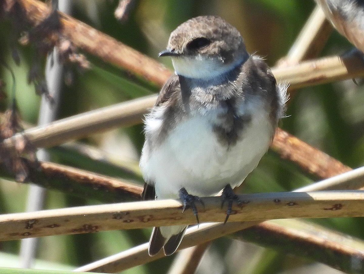 Banky boy! Tummy tumtum! No. 267 for the year. All here in San Luis Obispo County, CA.